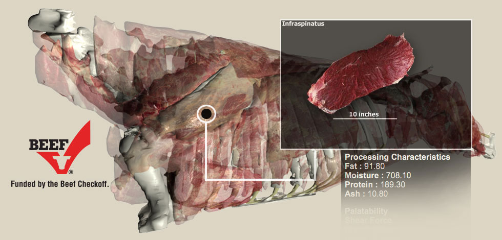 Bovine Myology Graphic